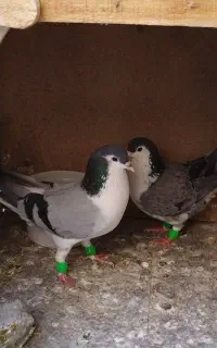 ساده کلاغ دم