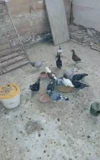 کبوتر خارجی