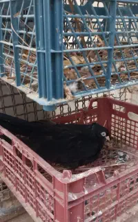 سیاه آبادانی