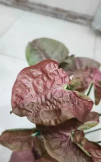 گیاه مقاوم سینگونیوم صورتی