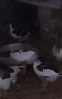 فروش ۴عددجوجه غاز ۵ ماهه