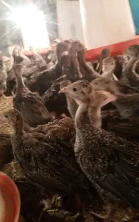 جوجه بوقلمون برنز