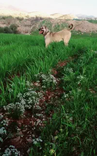 سگ سرابی اصیل