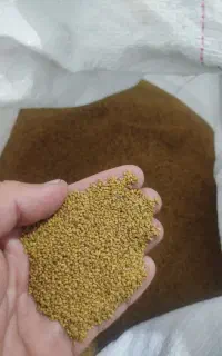 بذر یونجه امریکایی
