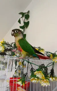 گمشده