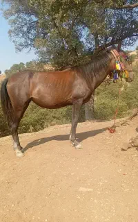 مادیون گمشده