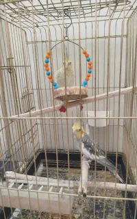 عروس هلندی