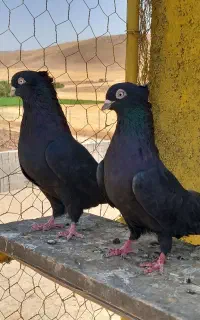 زاغ آبادانی (سقز)