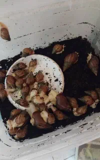 کار در منزل