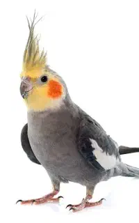عروس هلندی گم شده