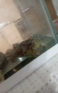 آکواریم