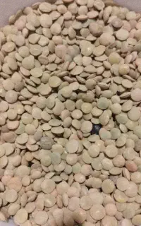 عدس نخود محلی امسال