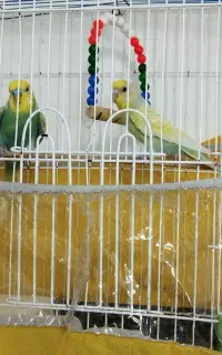 مرغ عشق مولد اسپانگل رنگ خاص
