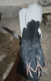 کلاغ دم سفید