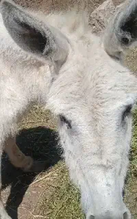 خر فروش