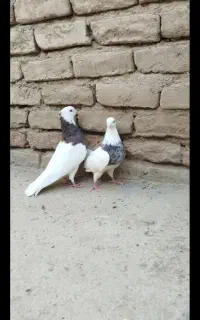 طوقی