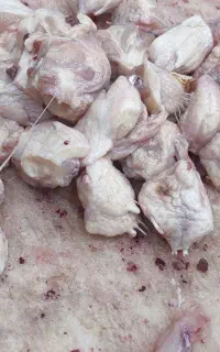 دمچه مرغ شمال