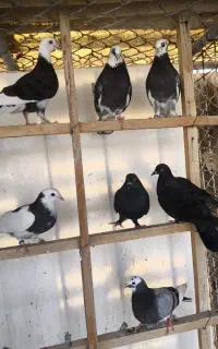 کبوتر