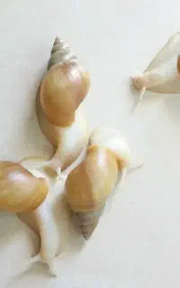 حلزون آچاتینا