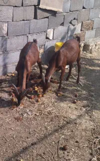 نر بز آلپاین