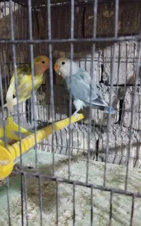 جوجه کوتوله
