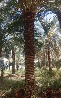 هرس درخت خرما خوشه بندی