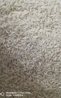 برنج دم سیاه اعلی