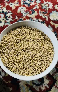 گندم زمین پدرم بسیار تمیز بدون کاه و سنگ