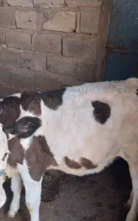 گاوشیری وگوساله