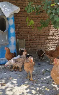 مرغ گلپایگانی نیمچه