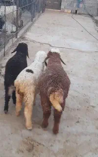 بره ماده