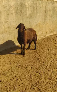 بره قوچ همو