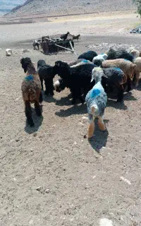بره سبک بز چاق