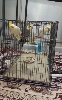 عروس هلندی دونه ای یک تومن دوتا نر یکی ماده