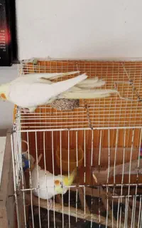 جفت عروس هلندی