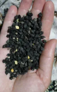 نخود سیاه بوجاری