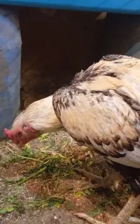 خروس لاری