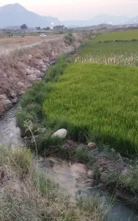 فروش تخم شمیم هاشمی زودرس برداشت۴۵روزه