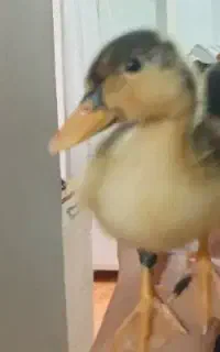 جوجه اردک ۳۰۰ تومن