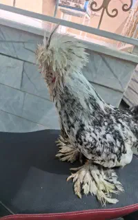 خروس پرپا