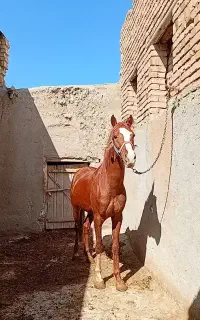 اسب