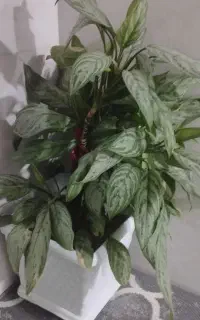 گل های آپارتمانی