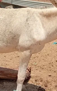 خر نر