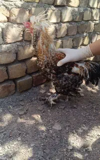 ۲ عدد خروس سلطان