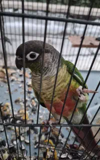 گمشده