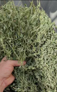 پرس یونجه و کاه نرم تحویل در محل دامداری