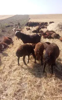 یک عدد بز نر نژاد سهگولو