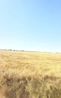 کلش گندم کاه درج یک