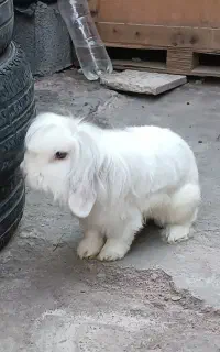 چهار عدد خرگوش لپ