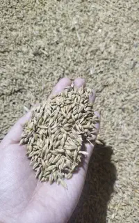جو شش پر فروشی